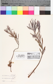 alternate herbarium image