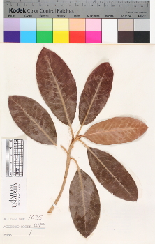 alternate herbarium image