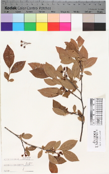 alternate herbarium image
