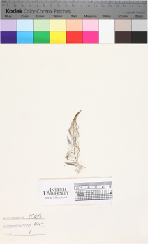 alternate herbarium image