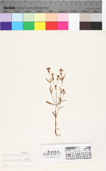 alternate herbarium image