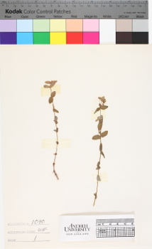 alternate herbarium image