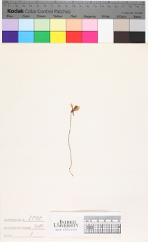 alternate herbarium image