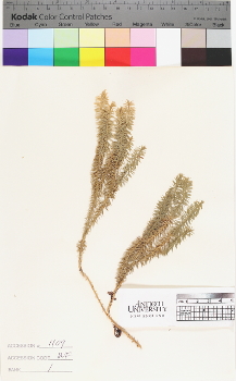 alternate herbarium image