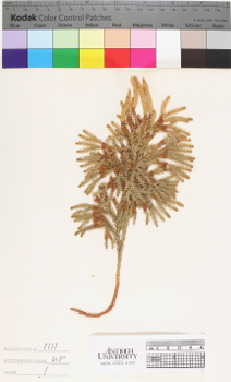 alternate herbarium image
