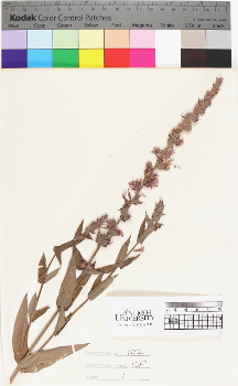 alternate herbarium image