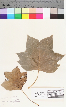 alternate herbarium image