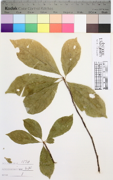 alternate herbarium image