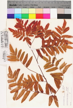 alternate herbarium image
