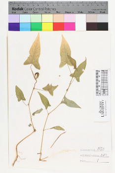 alternate herbarium image
