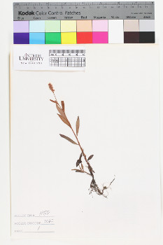 alternate herbarium image