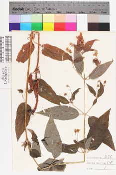 alternate herbarium image