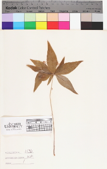 alternate herbarium image