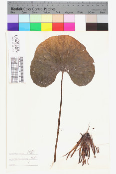 alternate herbarium image