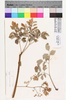 alternate herbarium image