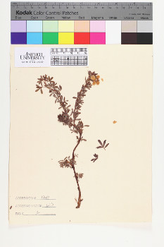 alternate herbarium image