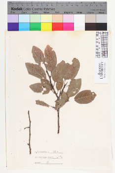 alternate herbarium image