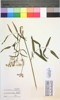 alternate herbarium image