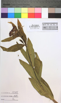 alternate herbarium image
