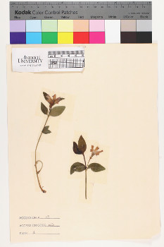 alternate herbarium image
