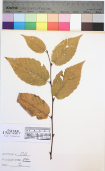 alternate herbarium image