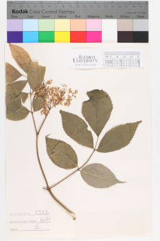 alternate herbarium image