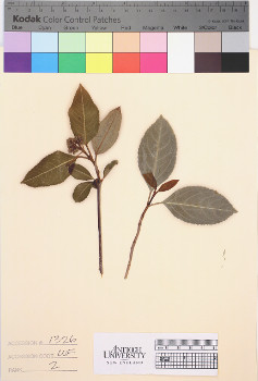 alternate herbarium image