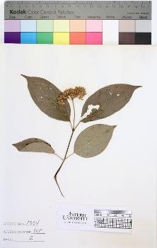 alternate herbarium image