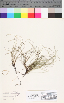alternate herbarium image