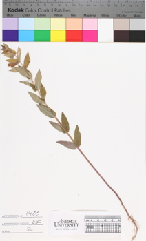 alternate herbarium image