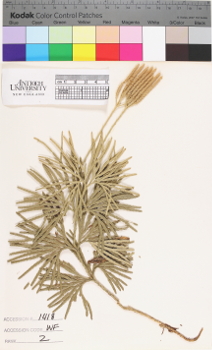 alternate herbarium image