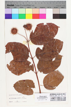 alternate herbarium image