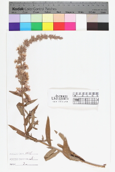 alternate herbarium image