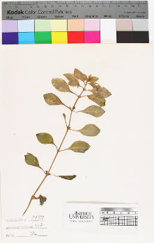 alternate herbarium image