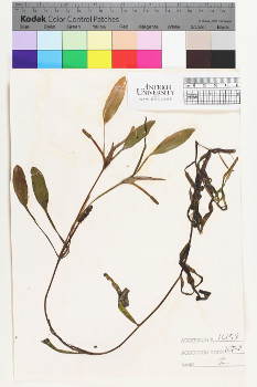 alternate herbarium image