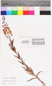 alternate herbarium image