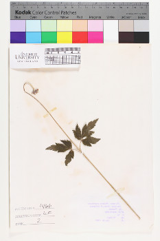 alternate herbarium image