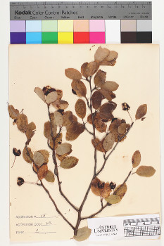 alternate herbarium image