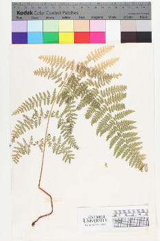 alternate herbarium image