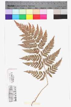 alternate herbarium image