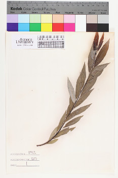 alternate herbarium image