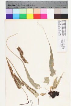 alternate herbarium image
