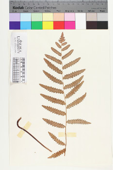 alternate herbarium image