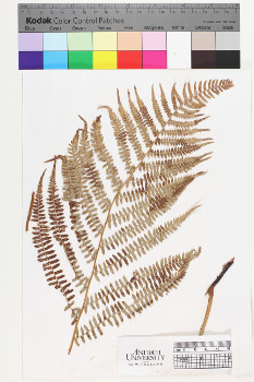 alternate herbarium image