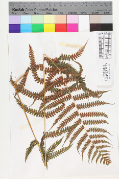 alternate herbarium image
