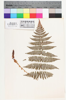 alternate herbarium image