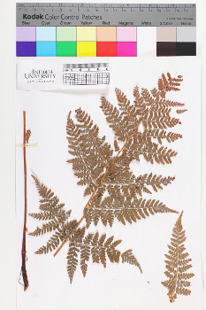 alternate herbarium image