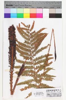 alternate herbarium image