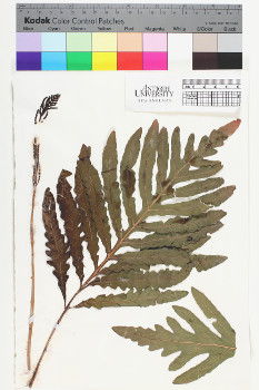 alternate herbarium image