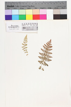 alternate herbarium image